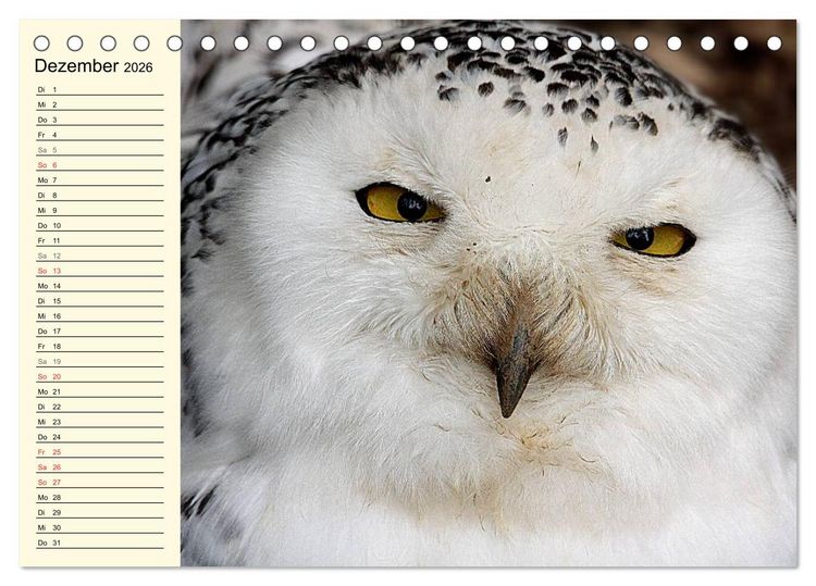 Produktbild: Greifv&ouml;gel (Tischkalender 2026 DIN A5 quer), CALVENDO Monatskalender