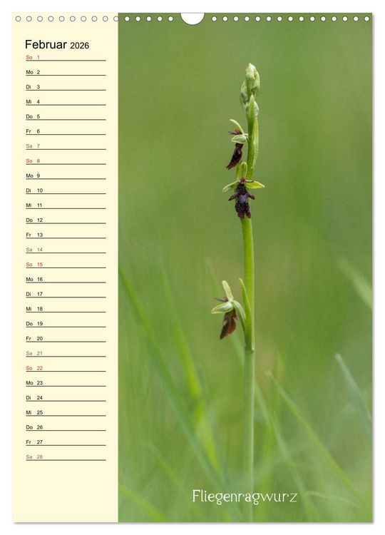 Produktbild: Wildwachsende Orchideen in Bayern (Wandkalender 2026 DIN A3 hoch), CALVENDO Monatskalender