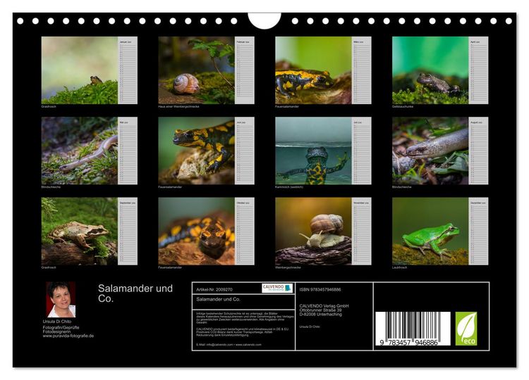 Produktbild: Salamander und Co. (Wandkalender 2026 DIN A4 quer), CALVENDO Monatskalender