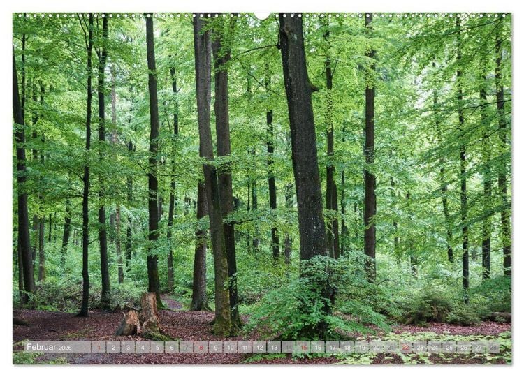 Produktbild: Teutoburger Wald - Natur und Kultur (hochwertiger Premium Wandkalender 2026 DIN A2 quer), Kunstdruck in Hochglanz