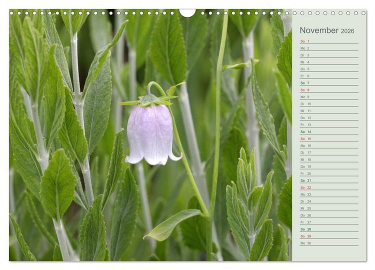 Produktbild: Liebenswerte Gl&ouml;ckchen (Wandkalender 2026 DIN A3 quer), CALVENDO Monatskalender