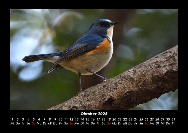 Produktbild: Tiere in der Wildnis 2025 Fotokalender DIN A3