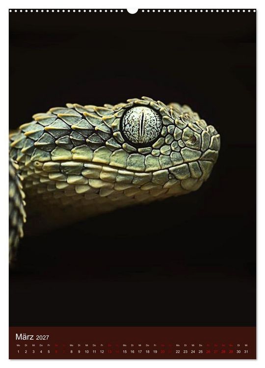 Produktbild: The Power Of Snake (Wandkalender 2027 DIN A2 hoch), CALVENDO Monatskalender