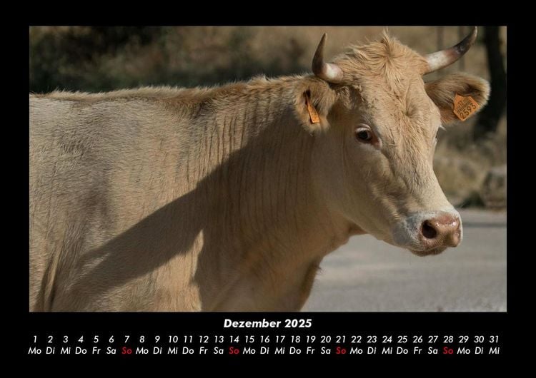 Produktbild: Kuhkalender 2025 Fotokalender DIN A3