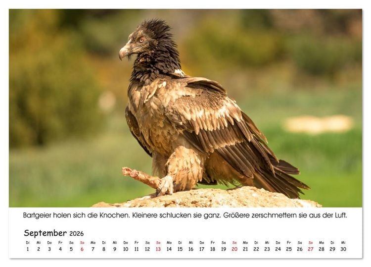 Produktbild: Die Geier sind los (Tischkalender 2026 DIN A5 quer), CALVENDO Monatskalender