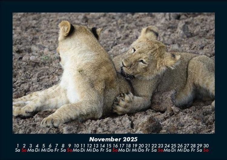 Produktbild: L&ouml;wen in der Wildnis 2025 Fotokalender DIN A5