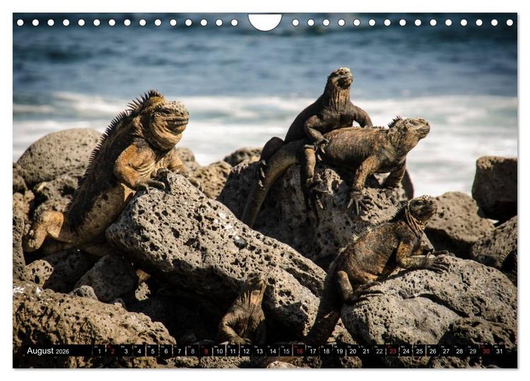 Produktbild: Leguane auf Galapagos (Wandkalender 2026 DIN A4 quer), CALVENDO Monatskalender