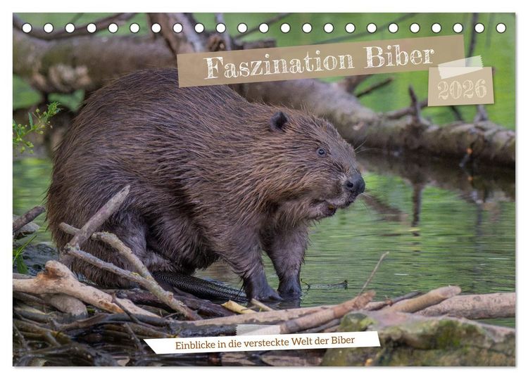 Produktbild: Faszination Biber (Tischkalender 2026 DIN A5 quer), CALVENDO Monatskalender