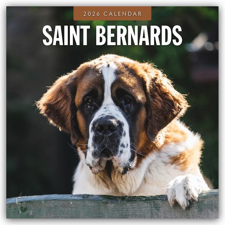 Produktbild: Saint Bernards – Bernhardiner 2026 – 16-Monatskalender
