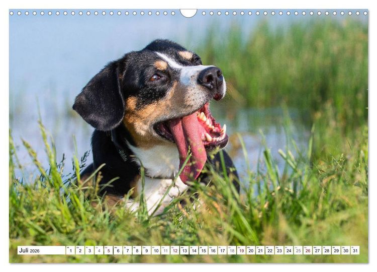 Produktbild: Mein bester Freund - Entlebucher Sennenhund (Wandkalender 2026 DIN A3 quer), CALVENDO Monatskalender