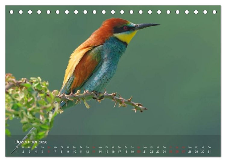 Produktbild: Europ&auml;ische Bienenfresser (Tischkalender 2026 DIN A5 quer), CALVENDO Monatskalender