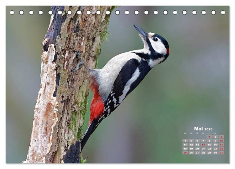 Produktbild: Echte Spechte (Tischkalender 2026 DIN A5 quer), CALVENDO Monatskalender