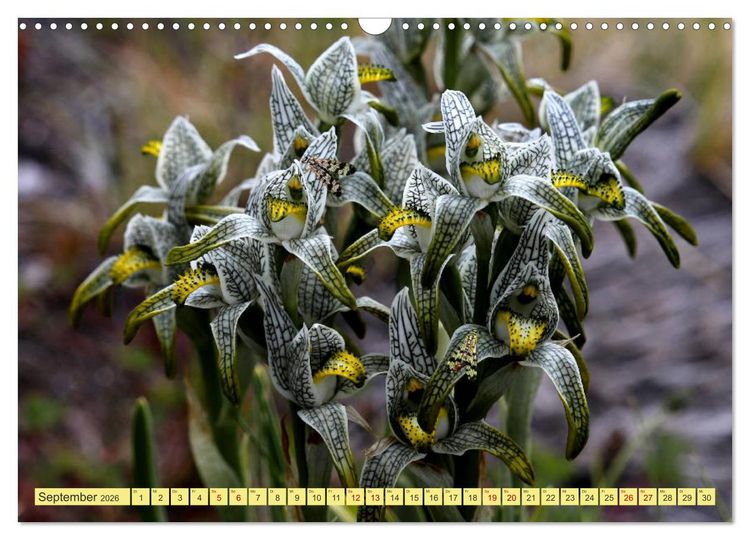 Produktbild: M&auml;rchenwelt Patagonien (Wandkalender 2026 DIN A3 quer), CALVENDO Monatskalender