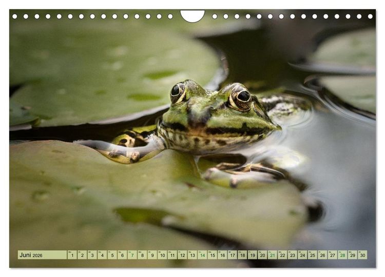 Produktbild: Fr&ouml;hliche Fr&ouml;sche (Wandkalender 2026 DIN A4 quer), CALVENDO Monatskalender