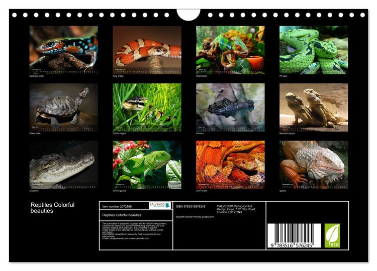Produktbild: Reptiles Colorful beauties (Wall Calendar 2026 DIN A4 landscape), CALVENDO 12 Month Wall Calendar