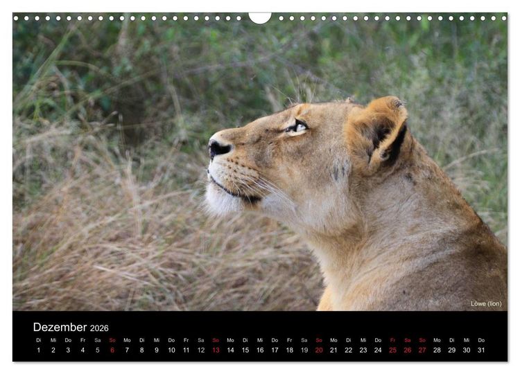 Produktbild: Raubkatzen (Wandkalender 2026 DIN A3 quer), CALVENDO Monatskalender