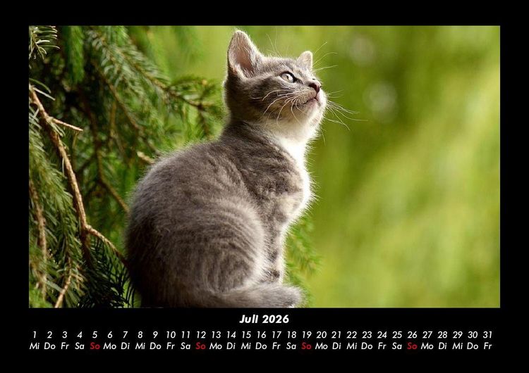 Produktbild: F&uuml;r Katzenfreunde 2026 Fotokalender DIN A3