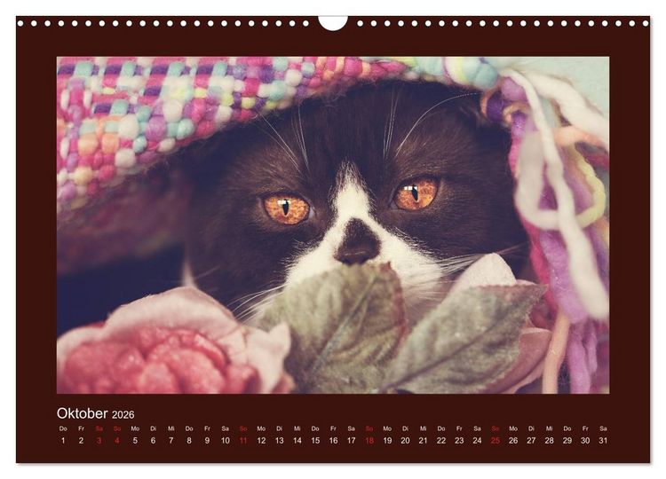 Produktbild: Britisch Kurzhaar Katzen - Poesie f&uuml;rs Auge (Wandkalender 2026 DIN A3 quer), CALVENDO Monatskalender