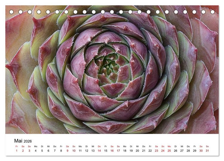Produktbild: Sukkulenten Galerie (Tischkalender 2026 DIN A5 quer), CALVENDO Monatskalender