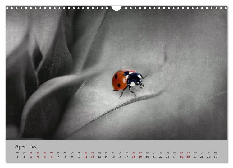 Produktbild: Gl&uuml;cksk&auml;fer (Wandkalender 2026 DIN A3 quer), CALVENDO Monatskalender