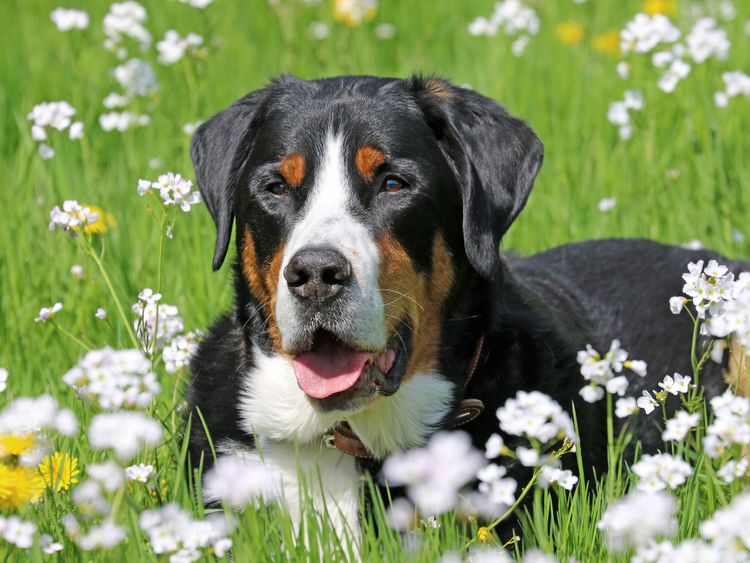 Produktbild: CALVENDO Puzzle Gro&szlig;er Schweizer Sennenhund auf der Blumenwiese 1000 Teile Lege-Gr&ouml;&szlig;e 64 x 48 cm Foto-Puzzle Bild von SchnelleWelten