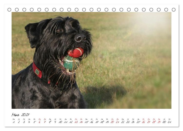Produktbild: Riesenschnauzer - Herz auf vier Pfoten (Tischkalender 2027 DIN A5 quer), CALVENDO Monatskalender