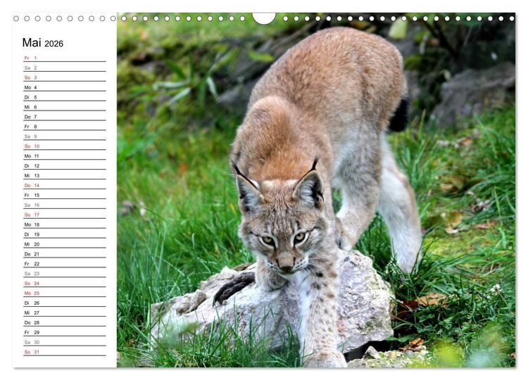 Produktbild: Der Luchs - Der J&auml;ger auf leisen Pfoten (Wandkalender 2026 DIN A3 quer), CALVENDO Monatskalender
