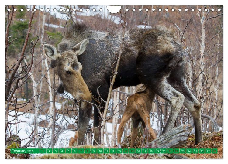 Produktbild: FIRST STEPS FOR BABY MOOSE (Wall Calendar 2026 DIN A4 landscape), CALVENDO 12 Month Wall Calendar