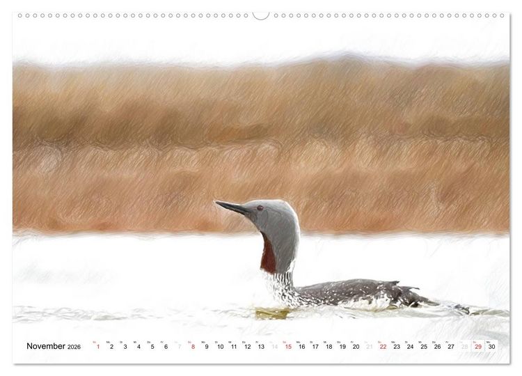 Produktbild: Schottlands Vogelwelt - Ein Portr&auml;t in Zeichnungen (hochwertiger Premium Wandkalender 2026 DIN A2 quer), Kunstdruck in Hochglanz