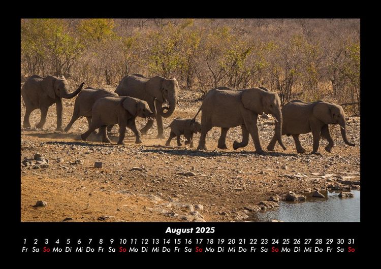 Produktbild: Der Elefantenkalender 2025 Fotokalender DIN A3