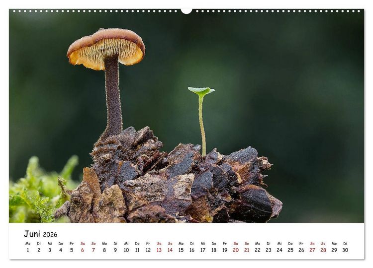 Produktbild: Pilzgalerie - Heimische Pilze von ihrer sch&ouml;nsten Seite (Wandkalender 2026 DIN A2 quer), CALVENDO Monatskalender