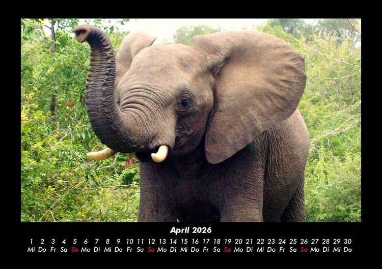 Produktbild: Der Elefantenkalender 2026 Fotokalender DIN A3