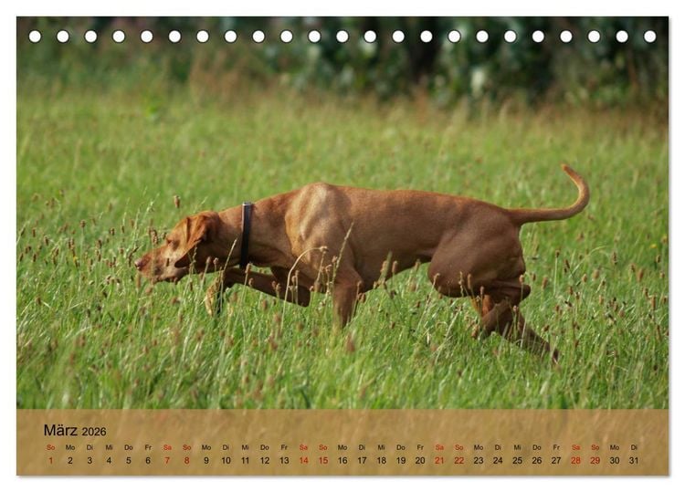 Produktbild: Magyar Vizsla - Ungarischer Vorstehhund (Tischkalender 2026 DIN A5 quer), CALVENDO Monatskalender