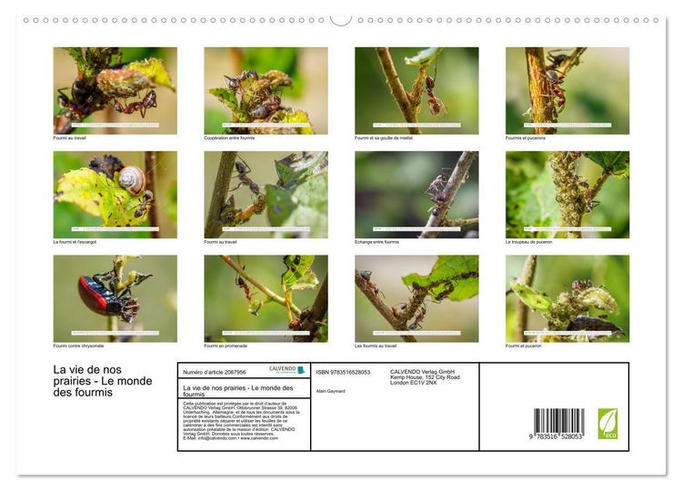 Produktbild: La vie de nos prairies - Le monde des fourmis (Calendrier mural 2026 DIN A2 vertical) calendrier de bureau
