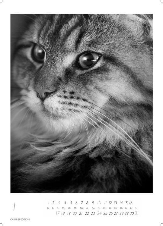 Produktbild: Cats schwarz-weiss Kalender 2027 &ndash; Wandkalender | Fotokalender Tierkalender Grosses Format 59x42cm. - Katzenkalender | Perfekt f&uuml;r Katzenliebhaber und Tierkalenderfans