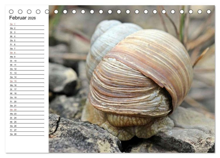 Produktbild: Der Schneckenkalender (Tischkalender 2026 DIN A5 quer), CALVENDO Monatskalender