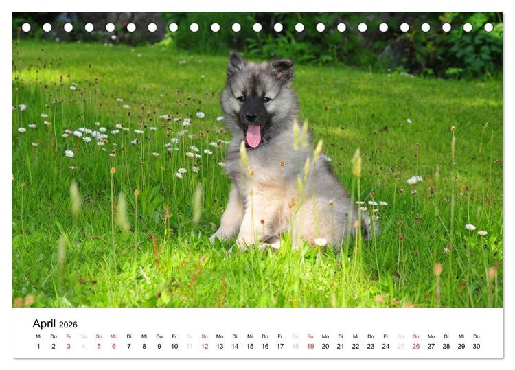 Produktbild: Der Wolfsspitz (Tischkalender 2026 DIN A5 quer), CALVENDO Monatskalender