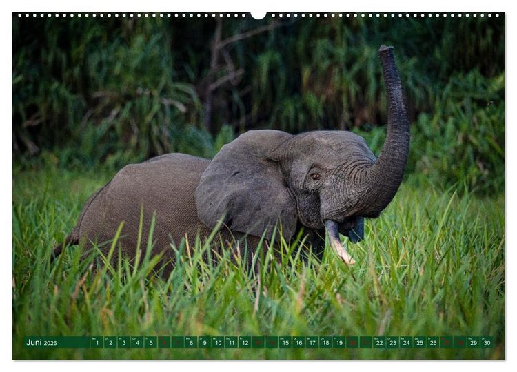 Produktbild: KONGO - das dunkle Herz Afrikas (hochwertiger Premium Wandkalender 2026 DIN A2 quer), Kunstdruck in Hochglanz
