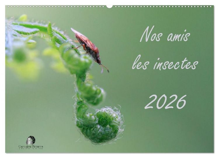 Produktbild: Nos amis les insectes (Calendrier mural 2026 DIN A2 vertical), CALVENDO calendrier mensuel