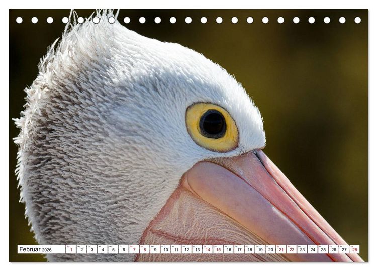 Produktbild: Wildlife Australien (Tischkalender 2026 DIN A5 quer), CALVENDO Monatskalender