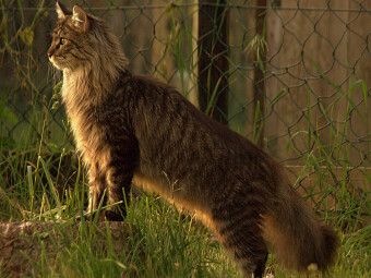 Produktbild: CALVENDO Puzzle Katzen - Maine Coon | 1000 Teile Lege-Gr&ouml;&szlig;e 64x48cm Foto-Puzzle f&uuml;r gl&uuml;ckliche Stunden