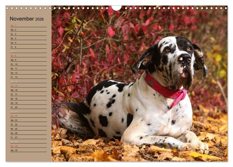 Produktbild: Deutsche Doggen - Sanfte Riesen (Wandkalender 2026 DIN A3 quer), CALVENDO Monatskalender