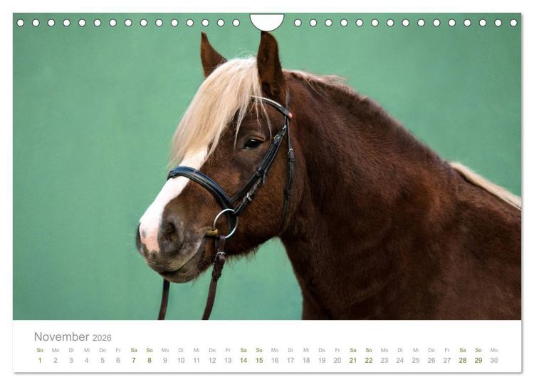 Produktbild: Faszination und Vielfalt - Schwarzw&auml;lder Kaltblut (Wandkalender 2026 DIN A4 quer), CALVENDO Monatskalender
