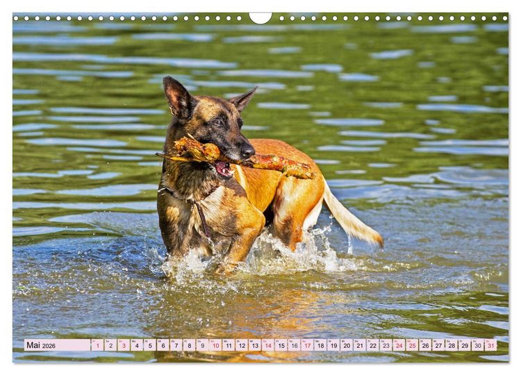 Produktbild: Freund und Besch&uuml;tzer - Der Malinois (Wandkalender 2026 DIN A3 quer), CALVENDO Monatskalender