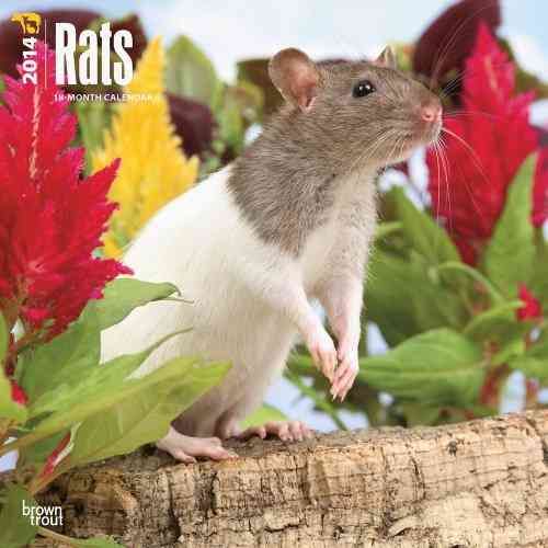 Produktbild: Rats Calendar