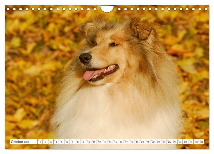 Produktbild: Collies - die sch&ouml;nsten Hunde der Welt (Wandkalender 2026 DIN A4 quer), CALVENDO Monatskalender