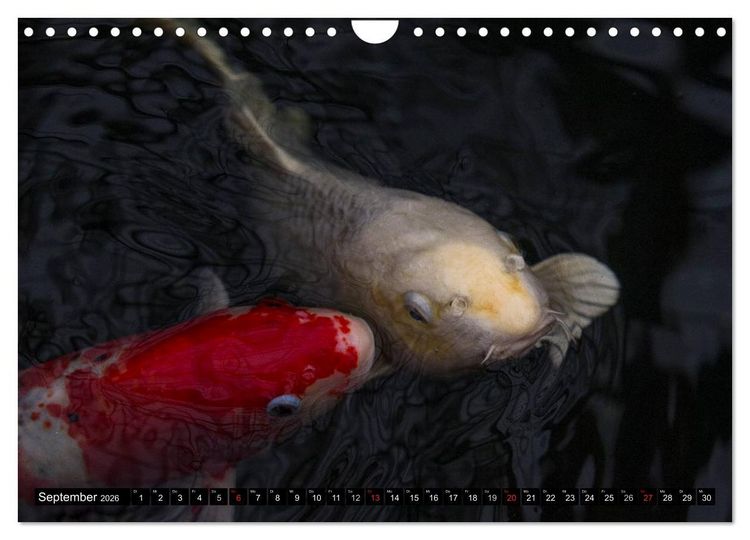 Produktbild: Nishikigoi oder Koi Karpfen (Wandkalender 2026 DIN A4 quer), CALVENDO Monatskalender