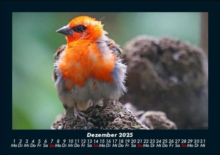 Produktbild: Vogelparadies 2025 Fotokalender DIN A5