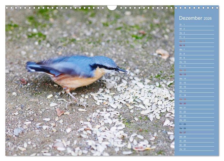 Produktbild: Gefiederte Gartenfreunde (Wandkalender 2026 DIN A3 quer), CALVENDO Monatskalender