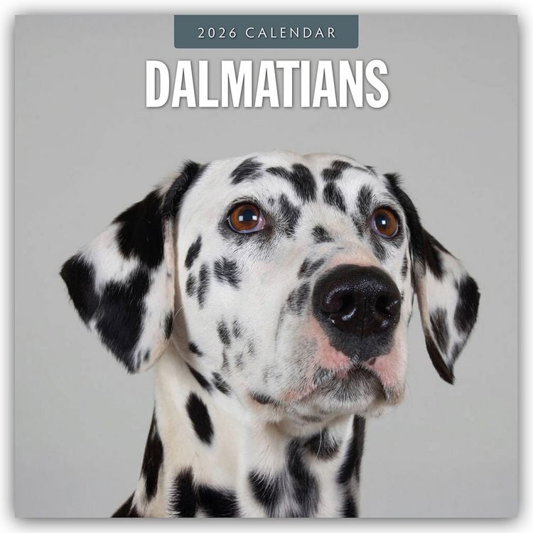Produktbild: Dalmatians – Dalmatiner 2026 – 16-Monatskalender